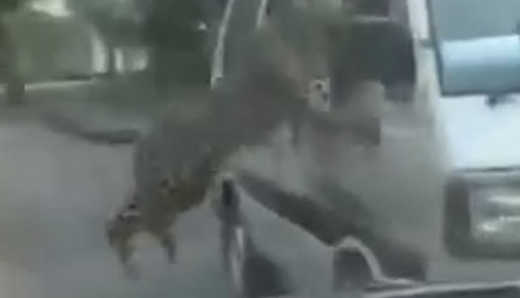 Kaçak leopar dehşet saçtı