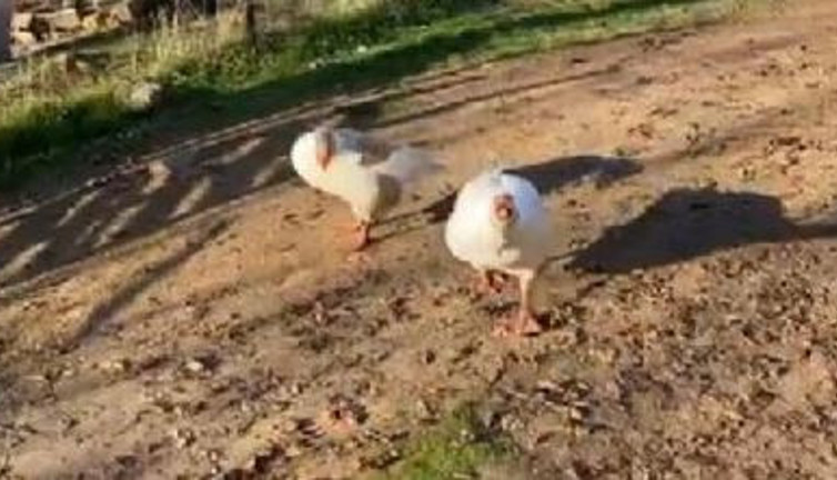 Kaz saldırıya geçti adam kaçacak delik aradı