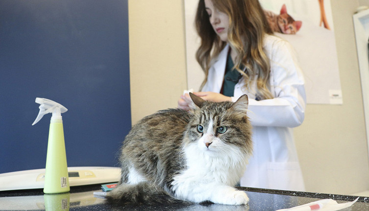 Evcil hayvanı olan herkesi ilgilendiriyor. Yarın son gün