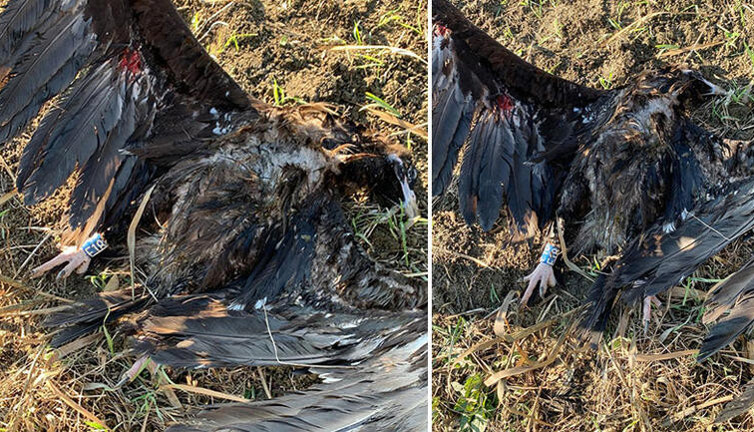 Bin kilometre yol uçup gelmişti. Uydu vericili kara akbaba Çatalca'da öldürüldü