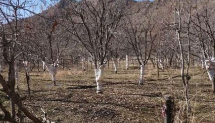 Köyü basan tavşanlara torbalı önlem