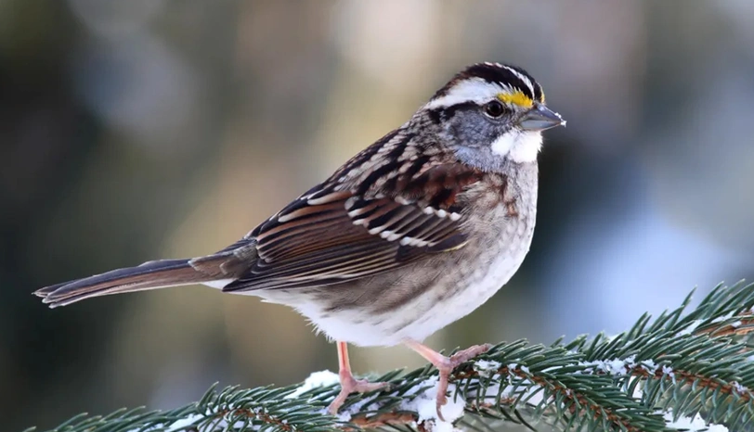 Dört cinsiyetli serçe keşfedildi