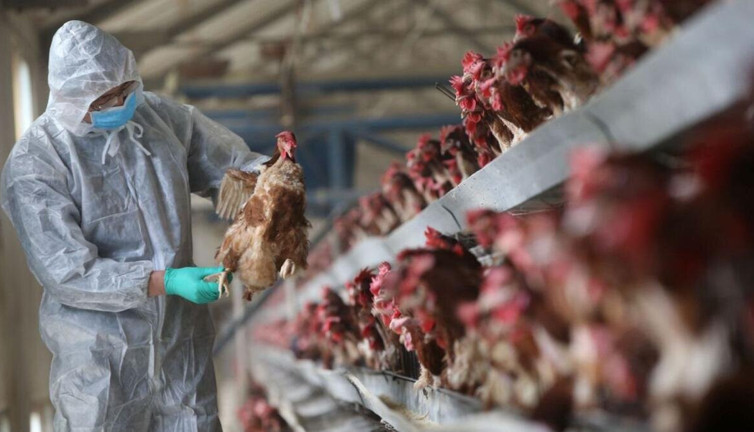 50 bin tavuk itlaf edilecek. Kuş gribi alarmı