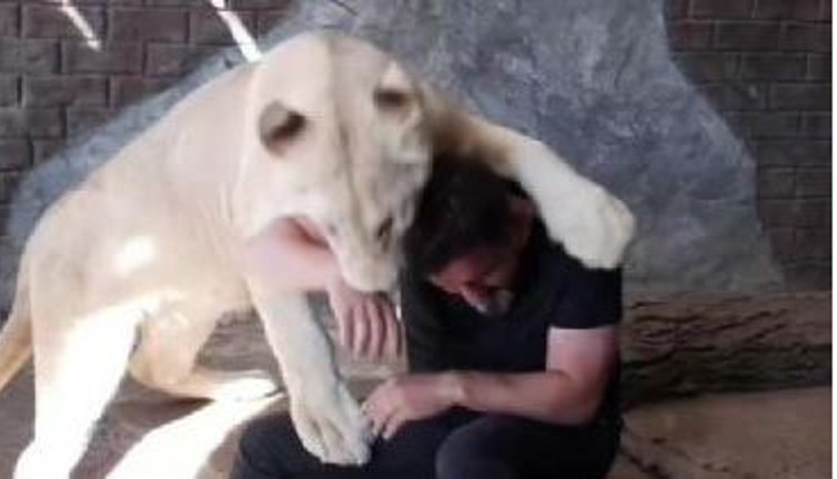 Aslanla kedi gibi oynadı