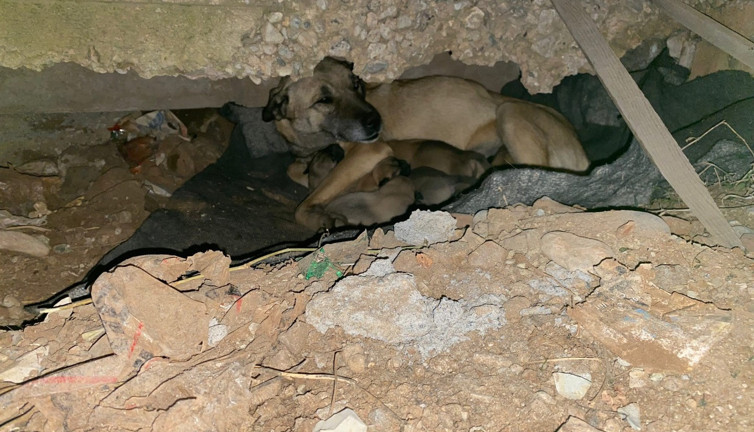 Soğukta yedi yavrusuyla kaldırım kenarına sığınan köpek kurtarıldı