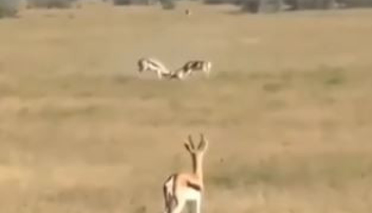 Kardeş kavgası kime yarar? İzleyin ve kendi gözlerinizle görün