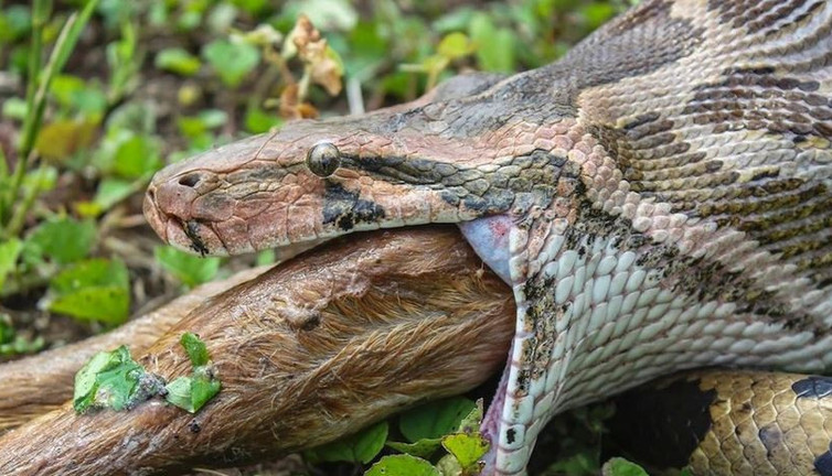 Avustralyalı cesur kadın köpeğini pitonun ağzından çekip aldı