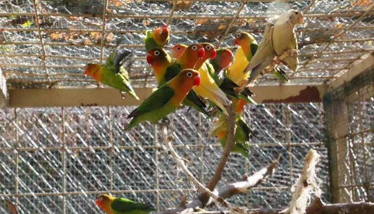 Satışı yasak 26 papağan ile 6 sakaya el koyuldu