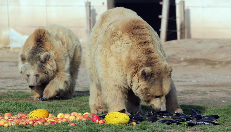 Kayseri'de ayılar kış uykusuna yatmayı unuttu