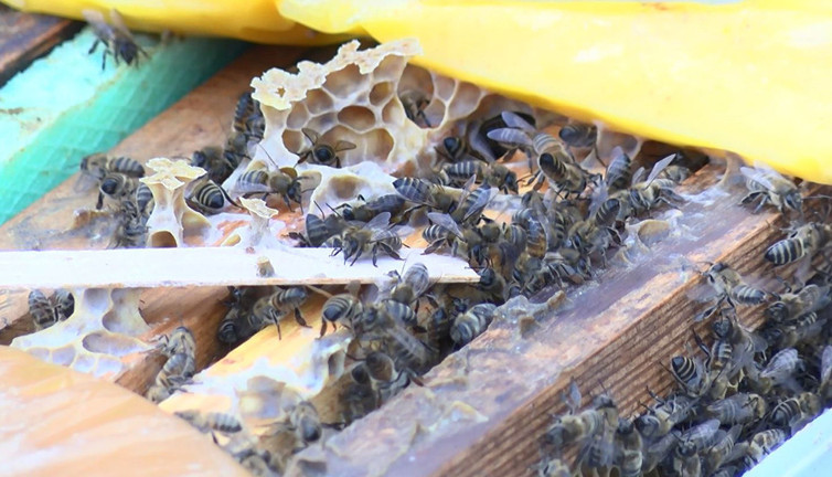 Arıcılardan suç duyurusu