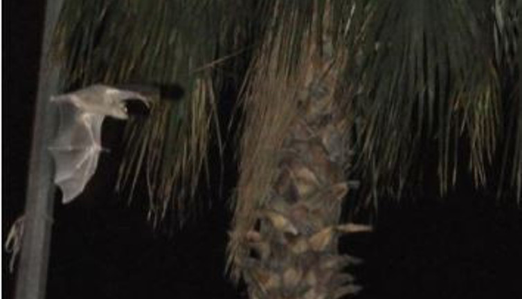 Halk korku içinde. Dev yarasalar bir ilçemizi istila etti