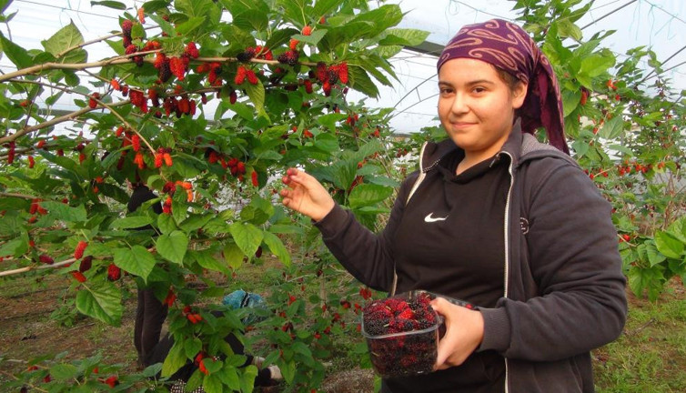 Karadut'un kilo fiyatı "Yok artık" dedirtti
