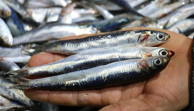 Uzmanı açıkladı. Hamsiyi ve istavritin böyle tüketirseniz şifa deposu