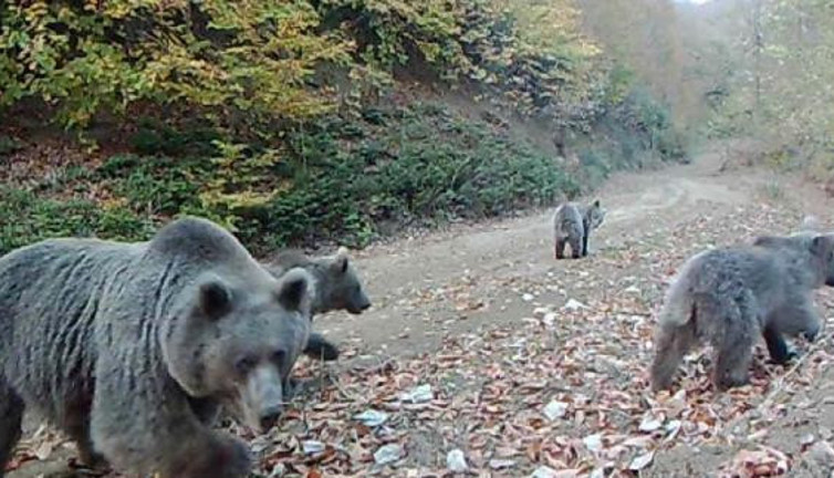 Ayı ailesi fotokapana sülale boyu poz verdiler