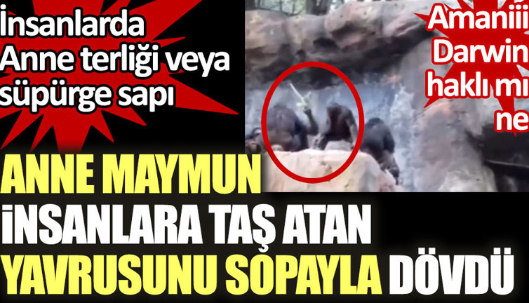 Anne maymun insanlara taş atan yavrusunu sopayla dövdü. İnsanlarda anne terliği veya süpürge sapı
