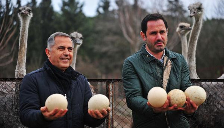 Deve kuşları havanın sıcaklığına aldandı. Kış ortasında yumurtladılar