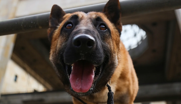 Kamyonetinde cansız halde bulunmuştu. Tüfeğin tetiğine basan köpek, sahibini öldürdü