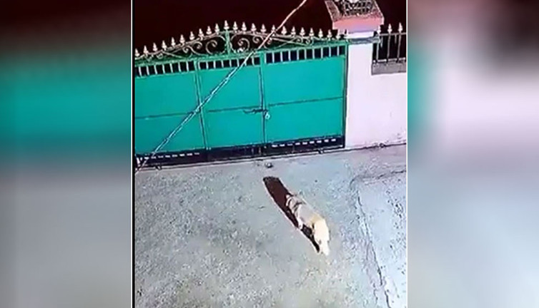 Evin köpeğini yemek için götürdü. Bahçeye atladığı gibi kaptı