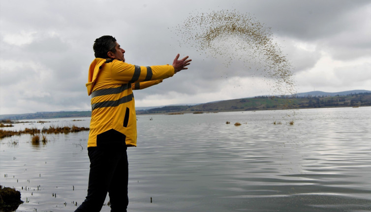 Ladik Gölü’ndeki balıklara hayat öpücüğü
