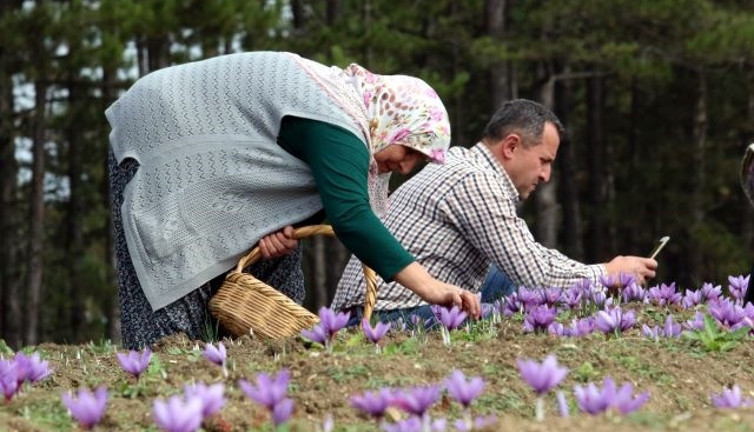 Safran otunu yiyen kadınlara müjde. Kanserden fazla kilolara kadar faydalı olmadığı şey yok
