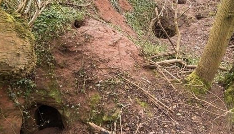 Ayı ini sandı içine baktı ağzı açık kaldı