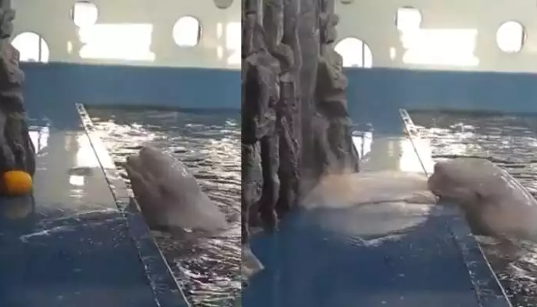 Beyaz balinanın kendine hayran bırakan zekası. İzleyenler hayretler içinde kaldı