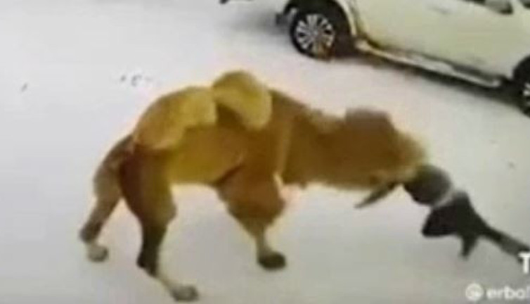 Deve yumruk atan sahibini öldürdü