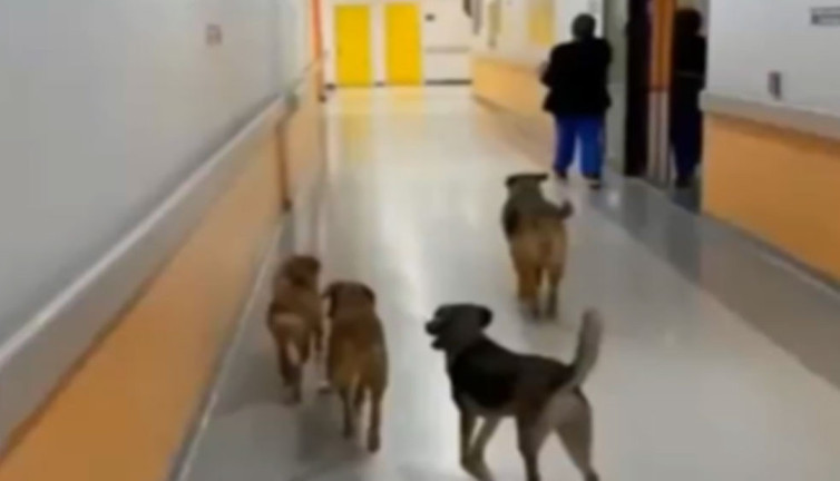 Koridorlarında başıboş köpekler dolaşıyor. Yazıklar olsun burası nasıl bir hastane