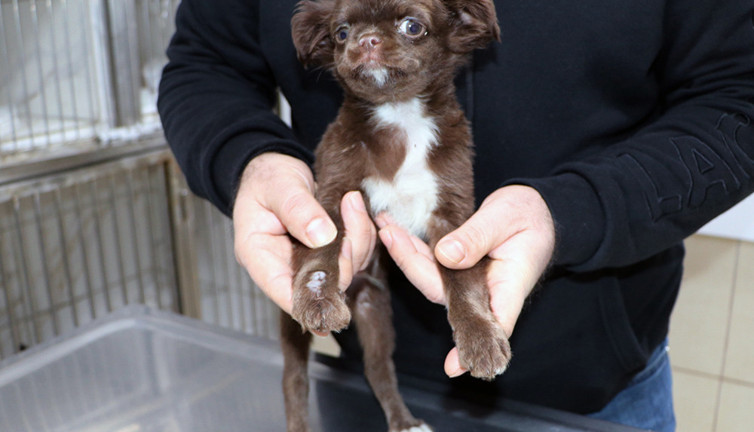 'Kahve'nin yapışık parmakları operasyonla ayrıldı