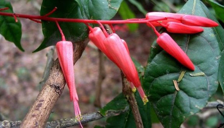 Böbrek sancılarına iyi gelen ot