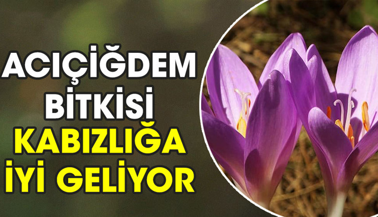 Acıçiğdem bitkisi kabızlığa iyi geliyor