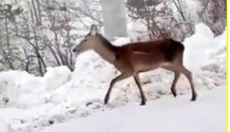Aç geyik mahalleye indi