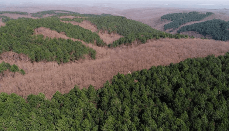 Orman Kanunu değişti: Havalimanı etrafına otel, lokanta, dini tesis ve AVM yapılabilecek