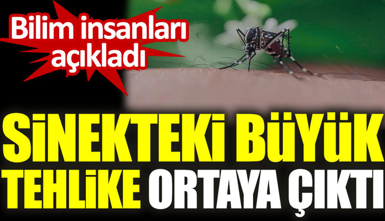 Bilim insanları açıkladı. Sinekteki büyük tehlike ortaya çıktı