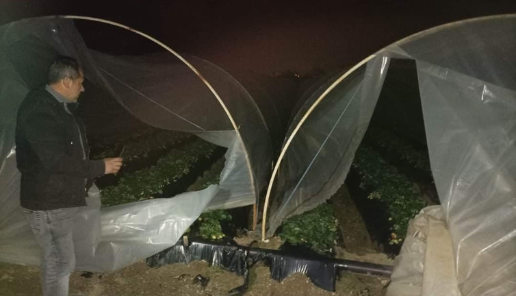 Çilek serasının naylonunu keserek zarar verdiler