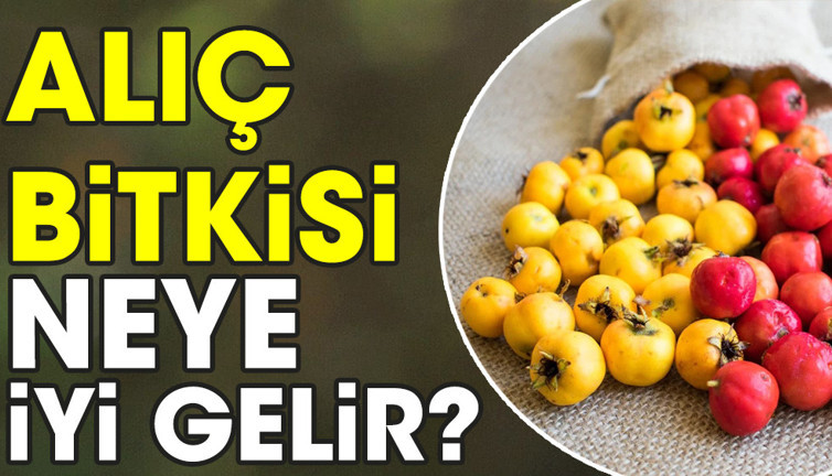 Alıç bitkisi neye iyi gelir?