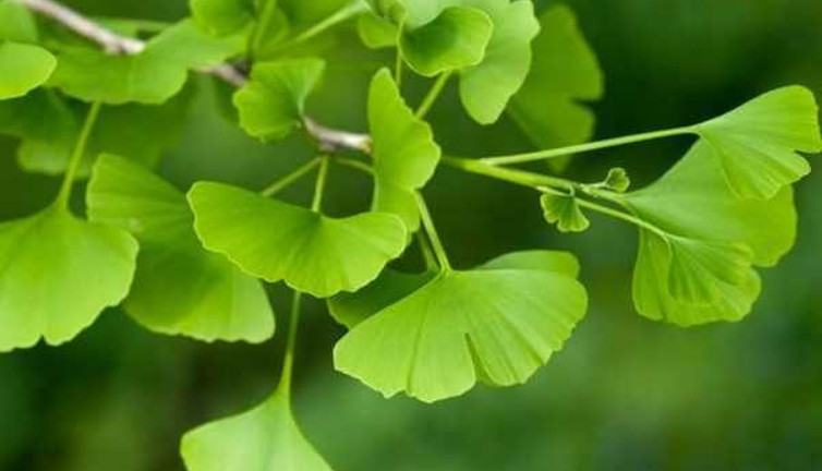 Ginkgo bitkisi Demans ve Alzheimer’a iyi geliyor