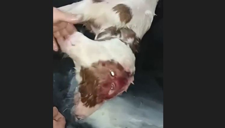 Çift başlı buzağı doğdu