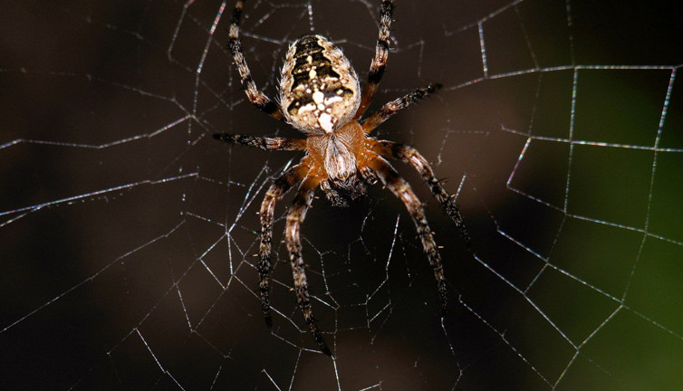 Rüyada örümcek görmek neye işaret? Rüyada örümcek görmek ne demek?