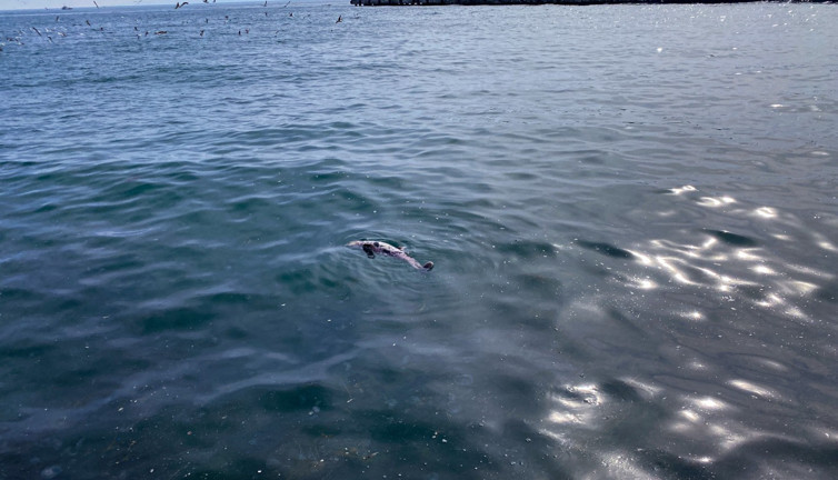 Sinop’ta ölü yunus kıyıya vurdu
