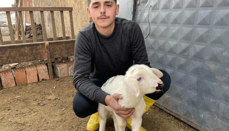 Deprem günü doğan kuzu anne diye meliyor