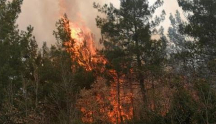 Tokat'ta orman yangını (27 Şubat 2023)