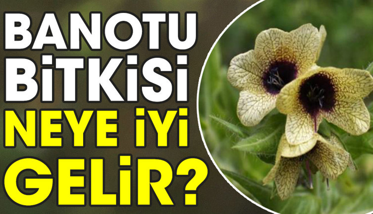 Banotu bitkisi neye iyi gelir?