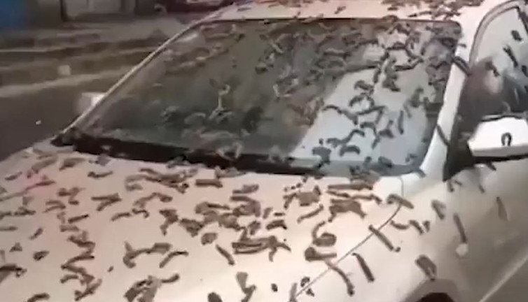 Virüslerin merkezi Çin’de gökten solucan yağdı