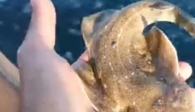 Köpek balığının teknede doğumu saniye saniye görüntülendi