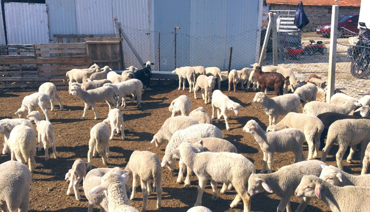 Avukatlığı bırakıp bu işe girmişti. Yetkililer hayvan yetiştiriciliğini bırak dedi. Yazıklar olsun