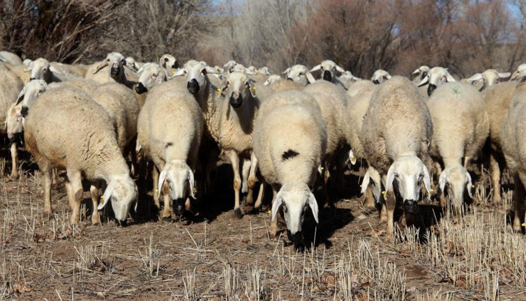 Denizli’de hayvan otlatmak yasaklandı