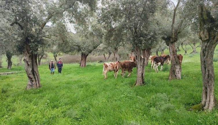 Firar eden inekler bulundu