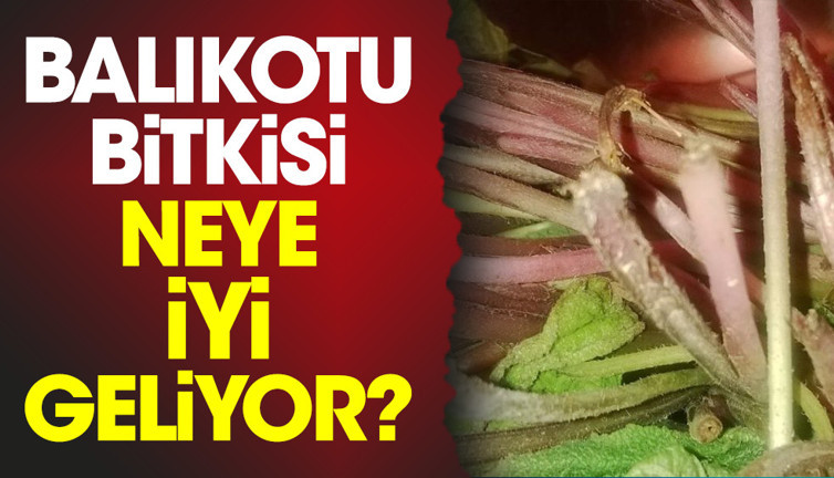 Balıkotu bitkisi neye iyi geliyor?