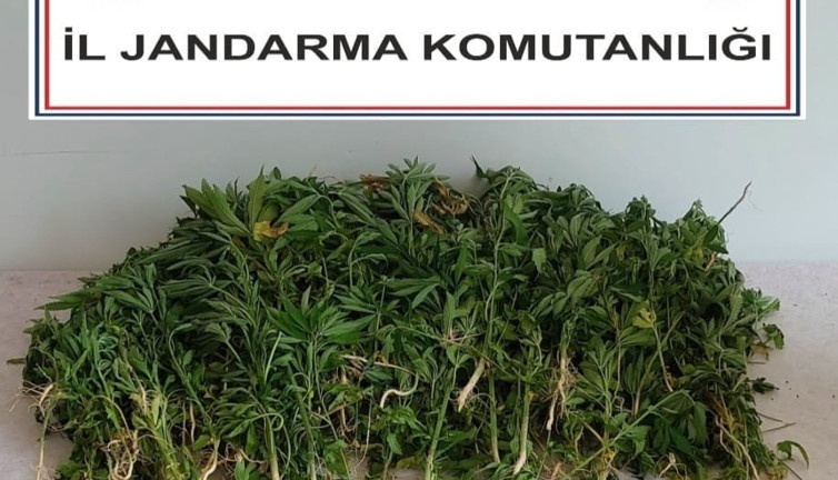 Adana’da 106 kök kenevir bitkisi ele geçirildi